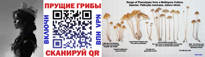 Псилоцибиновые грибы Magic Shrooms  Малоярославец 